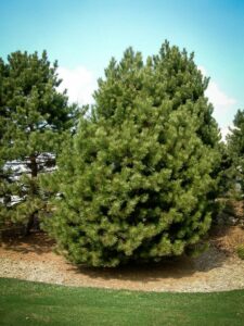 Сосна Чёрная (Pinus Nigra) купить по цене от 270.00р. в интернет-магазине «Посадика» с доставкой почтой в в Миллеровое и по всей России – [изображение №1].