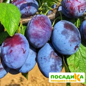 Слива Чачакская ранняя купить по цене от 229.00р. в интернет-магазине «Посадика» с доставкой почтой в в Миллеровое и по всей России – [изображение №1].