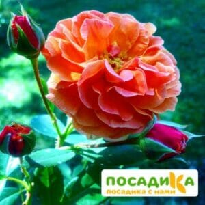 Роза Арабия купить по цене от 350.00р. в интернет-магазине «Посадика» с доставкой почтой в в Миллеровое и по всей России – [изображение №1].