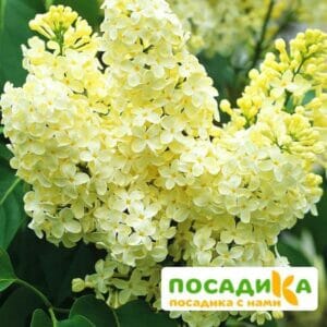 Сирень Примроуз (Primrose) купить по цене от 529.00р. в интернет-магазине «Посадика» с доставкой почтой в в Миллеровое и по всей России – [изображение №1].