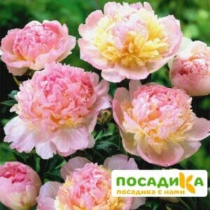 Пион Распберри Сандей (Paeonia Raspberry Sundae) купить по цене от 959р. в интернет-магазине «Посадика» с доставкой почтой в в Миллеровое и по всей России – [изображение №1].