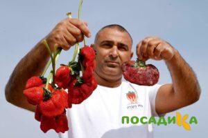 Клубника Гигант Джорнея купить по цене от 266р. в интернет-магазине «Посадика» с доставкой почтой в в Миллеровое и по всей России – [изображение №1].
