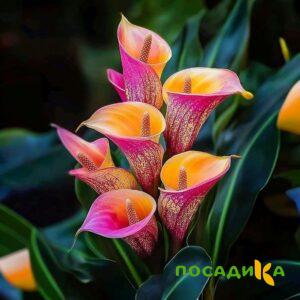 Калла Оникс купить по цене от 450р. в интернет-магазине «Посадика» с доставкой почтой в в Миллеровое и по всей России – [изображение №1].