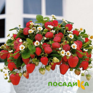 Клубника Рубиновый Шепот (горшечная) купить по цене от 240р. в интернет-магазине «Посадика» с доставкой почтой в в Миллеровое и по всей России – [изображение №1].
