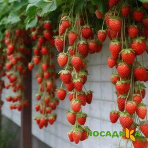 Клубника вьющаяся Комплимент купить по цене от 470р. в интернет-магазине «Посадика» с доставкой почтой в в Миллеровое и по всей России – [изображение №1].