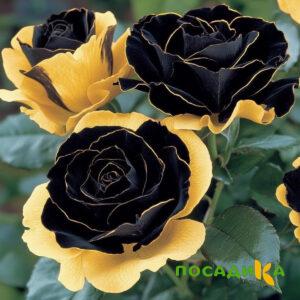 Роза Ханни Сикл купить по цене от 700р. в интернет-магазине «Посадика» с доставкой почтой в в Миллеровое и по всей России – [изображение №1].