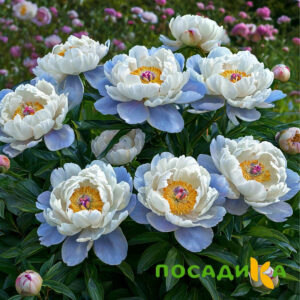 Пион акварельный Этюд купить по цене от 806р. в интернет-магазине «Посадика» с доставкой почтой в в Миллеровое и по всей России – [изображение №1].
