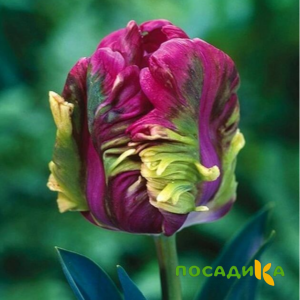Тюльпан Экзотик Хэвен купить по цене от 186р. в интернет-магазине «Посадика» с доставкой почтой в в Миллеровое и по всей России – [изображение №1].