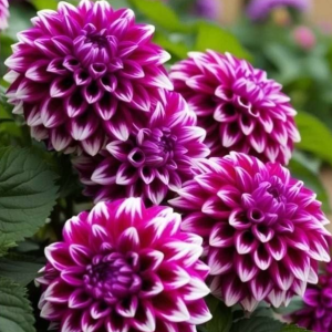 Георгин Кристал Корт купить по цене от 602р. в интернет-магазине «Посадика» с доставкой почтой в в Миллеровое и по всей России – [изображение №1].