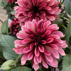 Георгин Перли Сансет купить по цене от 309р. в интернет-магазине «Посадика» с доставкой почтой в в Миллеровое и по всей России – [изображение №1].