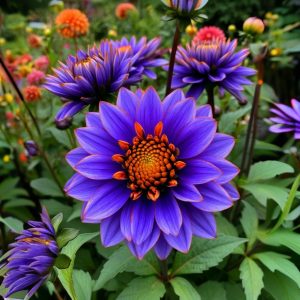 Георгин Лазурит купить по цене от 799р. в интернет-магазине «Посадика» с доставкой почтой в в Миллеровое и по всей России – [изображение №1].