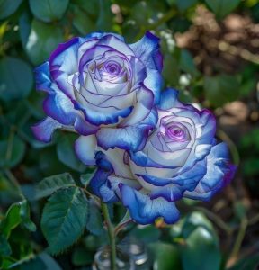 Роза Пэтолз Хоуп купить по цене от 333р. в интернет-магазине «Посадика» с доставкой почтой в в Миллеровое и по всей России – [изображение №1].