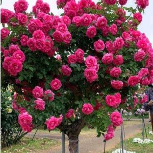 Роза Версаля купить по цене от 232р. в интернет-магазине «Посадика» с доставкой почтой в в Миллеровое и по всей России – [изображение №1].