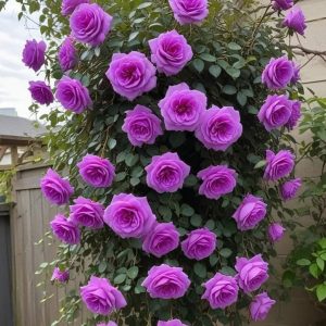 Роза Мистик Уайт купить по цене от 620р. в интернет-магазине «Посадика» с доставкой почтой в в Миллеровое и по всей России – [изображение №1].