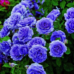 Роза Блю Мун купить по цене от 450р. в интернет-магазине «Посадика» с доставкой почтой в в Миллеровое и по всей России – [изображение №1].