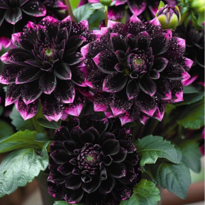 Георгин Лаванда Лейс купить по цене от 679р. в интернет-магазине «Посадика» с доставкой почтой в в Миллеровое и по всей России – [изображение №1].