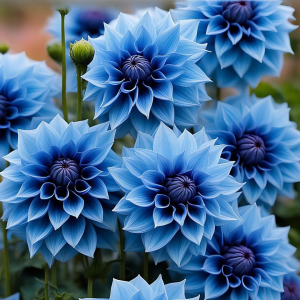 Георгин Вижапе купить по цене от 699р. в интернет-магазине «Посадика» с доставкой почтой в в Миллеровое и по всей России – [изображение №1].