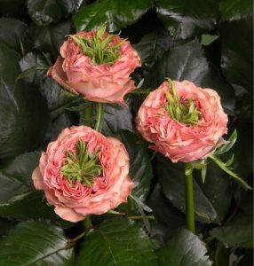 Роза Амбер Инчант купить по цене от 495р. в интернет-магазине «Посадика» с доставкой почтой в в Миллеровое и по всей России – [изображение №1].