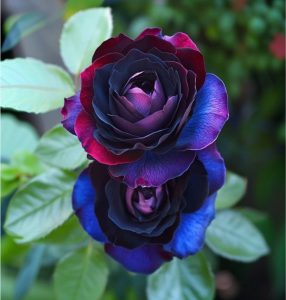 Роза Скарлет Рэвери купить по цене от 489р. в интернет-магазине «Посадика» с доставкой почтой в в Миллеровое и по всей России – [изображение №1].