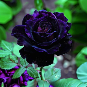 Роза Блэк Пантер купить по цене от 319р. в интернет-магазине «Посадика» с доставкой почтой в в Миллеровое и по всей России – [изображение №1].