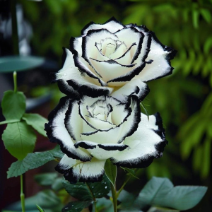 Роза Силк Ивин купить по цене от 319р. в интернет-магазине «Посадика» с доставкой почтой в в Миллеровое и по всей России – [изображение №1].