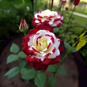 Роза Роял Глом купить по цене от 401р. в интернет-магазине «Посадика» с доставкой почтой в в Миллеровое и по всей России – [изображение №1].