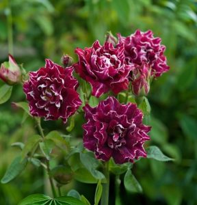 Роза Опаловый Пейзаж купить по цене от 490р. в интернет-магазине «Посадика» с доставкой почтой в в Миллеровое и по всей России – [изображение №1].