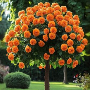 Роза Солнечный Шарм купить по цене от 349р. в интернет-магазине «Посадика» с доставкой почтой в в Миллеровое и по всей России – [изображение №1].