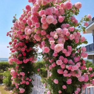 Роза Пастель Розе купить по цене от 605р. в интернет-магазине «Посадика» с доставкой почтой в в Миллеровое и по всей России – [изображение №1].