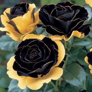 Роза Ханни Сикл купить по цене от 700р. в интернет-магазине «Посадика» с доставкой почтой в в Миллеровое и по всей России – [изображение №1].