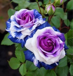 Роза Айвори Каскад купить по цене от 420р. в интернет-магазине «Посадика» с доставкой почтой в в Миллеровое и по всей России – [изображение №1].