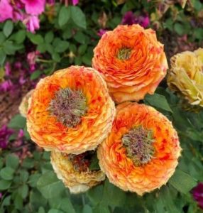 Роза Золотой Мираж купить по цене от 420р. в интернет-магазине «Посадика» с доставкой почтой в в Миллеровое и по всей России – [изображение №1].