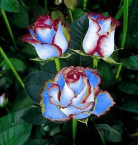 Роза Сафайер Пэтл купить по цене от 450р. в интернет-магазине «Посадика» с доставкой почтой в в Миллеровое и по всей России – [изображение №1].