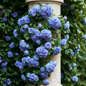 Роза плетистая Блю Перпл купить по цене от 540р. в интернет-магазине «Посадика» с доставкой почтой в в Миллеровое и по всей России – [изображение №1].